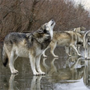 Washington to “lethally remove” problem wolves