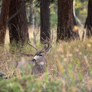 South Dakota considers changes to nonresident hunting regulations