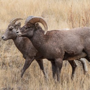 Proposed changes to SD bighorn sheep hunting causes controversy