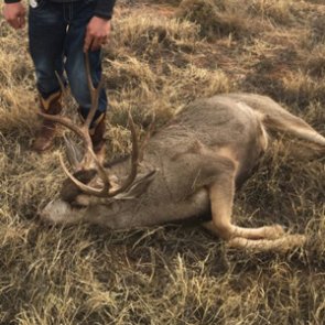 Two Texas men charged with poaching three mule deer
