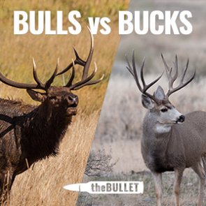 theBULLET - 33 great responses: Bulls vs bucks and why?