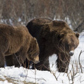 Tribal grant used to analyze grizzly bear movement data