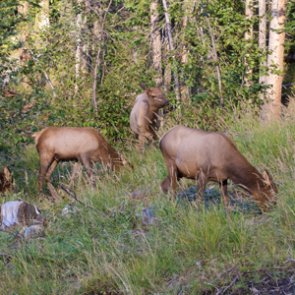 Application Overview: Utah's 2021 antlerless draw