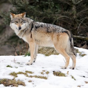 Utah trappers seek problem wolf