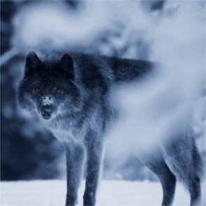 What happened to California’s Shasta wolf pack?