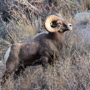 Wildlife officials collar bighorn sheep on Chelan Butte in Washington