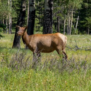 Washington asks hunters to help with elk hoof disease