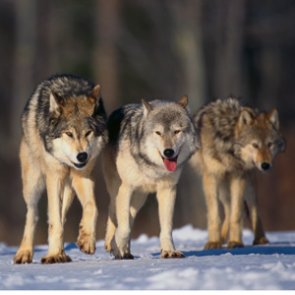 Washington wolf population growth slows
