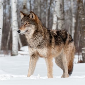 Predation changes in the West