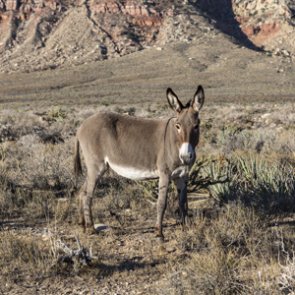 Groups unite over plan for wild horse and burro management