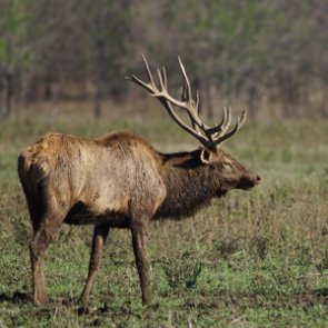 Wisconsin-Kentucky elk relocation project nearly complete