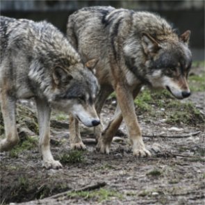 Wolf attacks Canadian mine worker