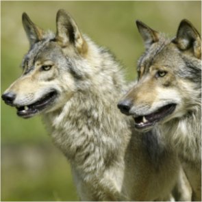 Sanctuary loses appeal to save Washington wolf pack