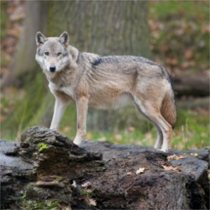 Washington launches multi-year wolf study
