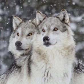 Is there a new wolf couple next door?