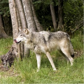 Wolf attack caught on video