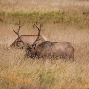 Wyoming seeks teeth samples from big game harvests