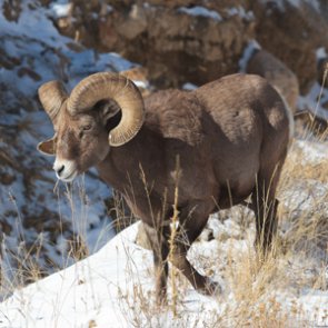 Pack goat users and Forest Service come to compromise on pack goat use in Wyoming bighorn habitat