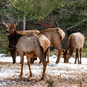 New bill could transfer decision making for Wyoming feedgrounds