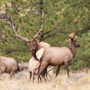 WGFD holds phase two of elk feedground planning process