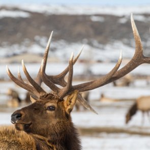 Judge overrules Forest Service decision to allow Wyoming use of federal site to feed elk