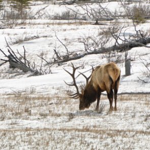 Groups sue over supplemental feeding program in National Elk Refuge