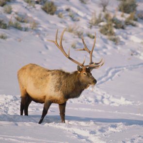 Wyoming hunting, fishing and trapping licenses good for calendar year from when you bought it