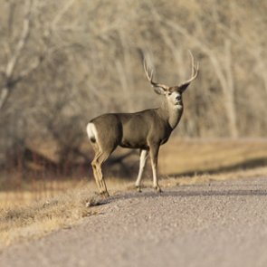 A new Wyoming license plate for conservation?