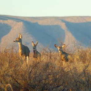 New study links spring green-up with migratory patterns