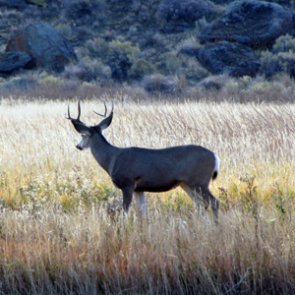 Wyoming man sentenced for poaching mule deer