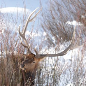 Wyoming Game and Fish Department preparing for major website changes
