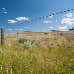 Will Wyoming wind projects hurt pronghorn?