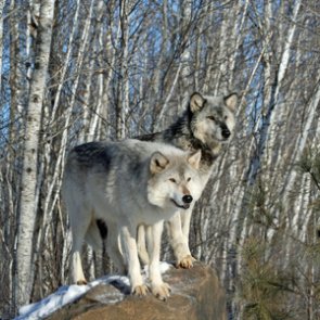 Nearly half of Wyoming wolf quotas still unfilled