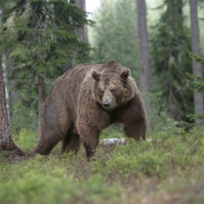 Yellowstone grizzlies retain federal protections