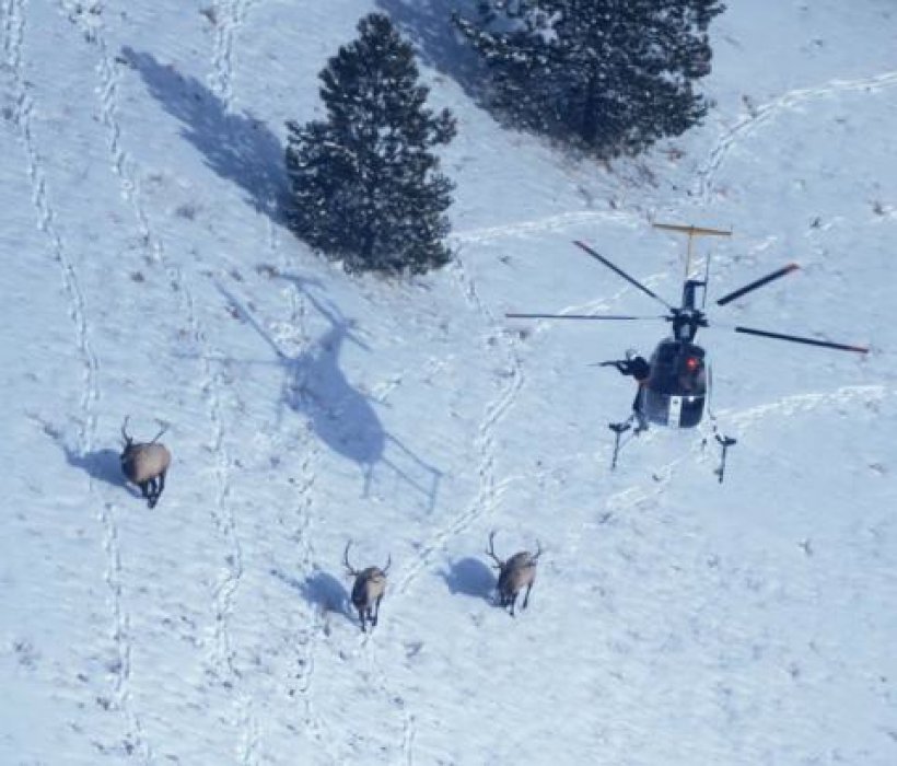 Elk wandering onto private land