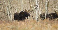 Moose in Nevada