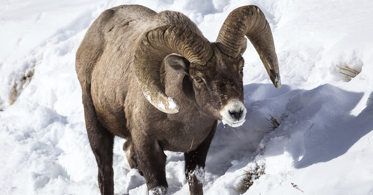 Rare Teton Range bighorn sheep herd in danger goHUNT