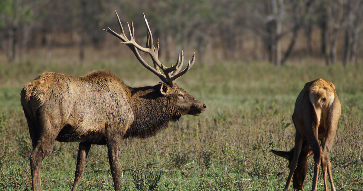 WisconsinKentucky elk relocation project nearly complete goHUNT