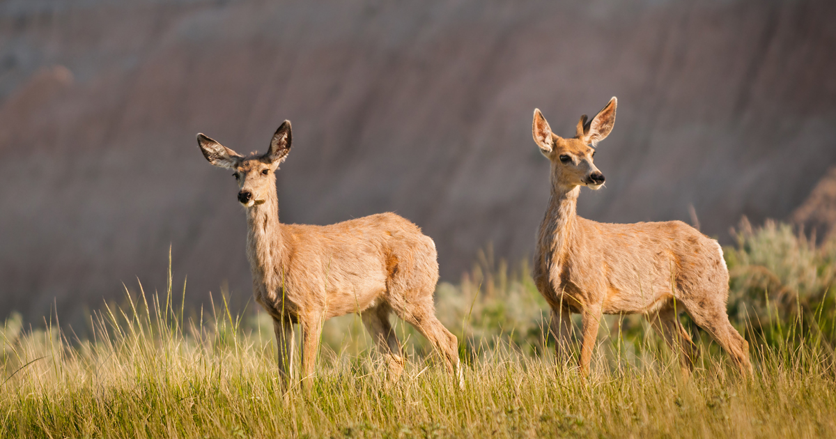 Wyoming works to decrease deer-vehicle collisions on I-25 - Vimarsana News